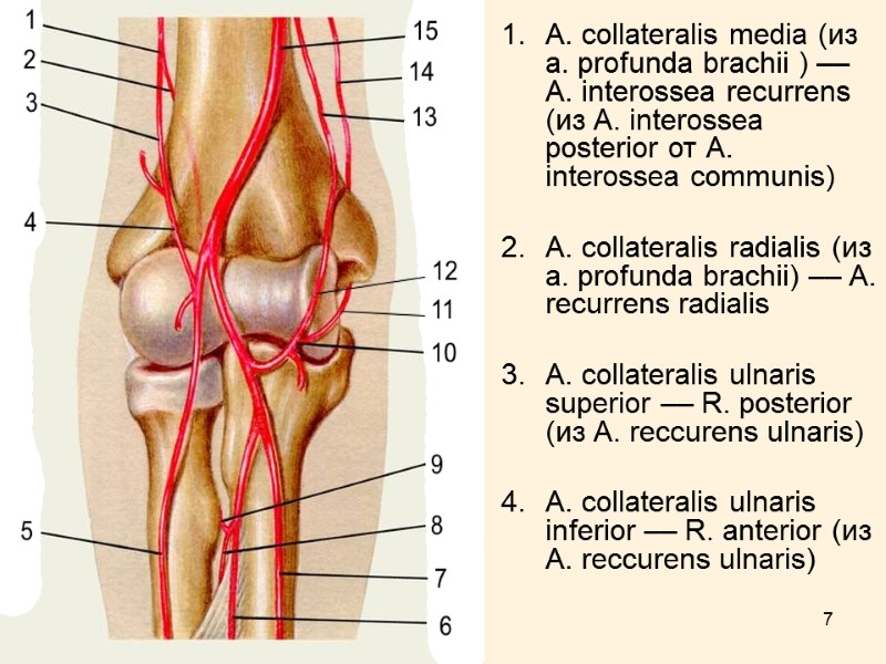 7 А. collateralis media (из а. profunda brachii ) –– А. interossea recurrens (из